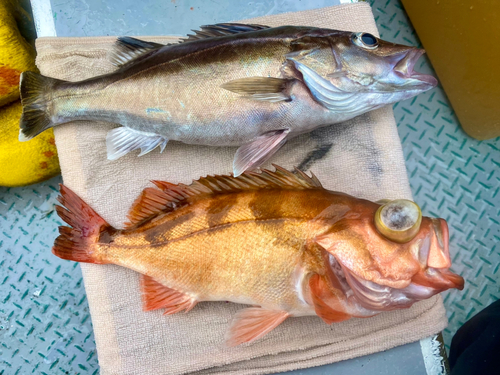 ウスメバルの釣果