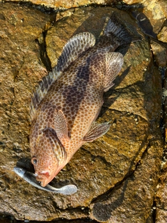 オオモンハタの釣果