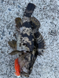 タケノコメバルの釣果