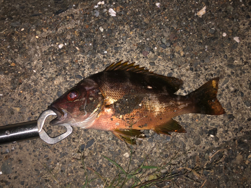 イッテンフエダイの釣果