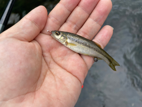 アブラハヤの釣果