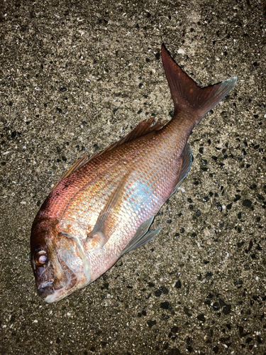 マダイの釣果