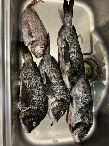 チヌの釣果