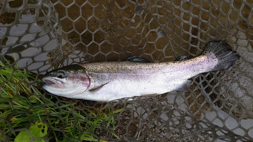 ニジマスの釣果