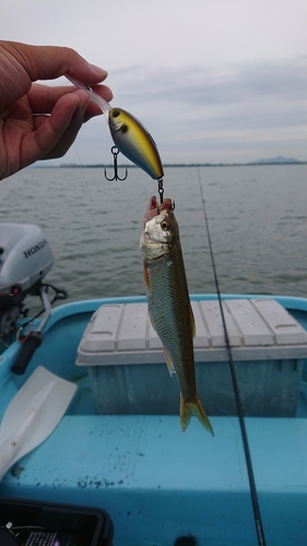 ハスの釣果