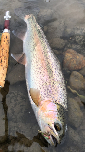 ニジマスの釣果