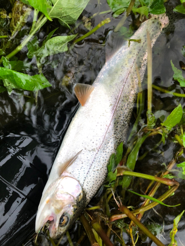 ニジマスの釣果