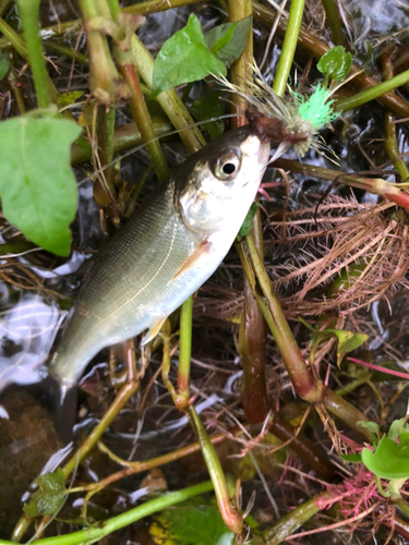 ウグイの釣果