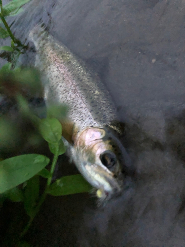 ニジマスの釣果