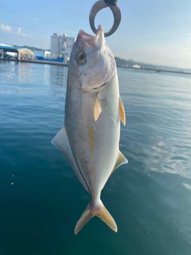 シオの釣果