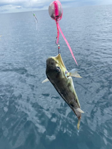 クロサバフグの釣果