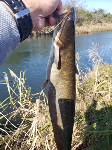 釣果