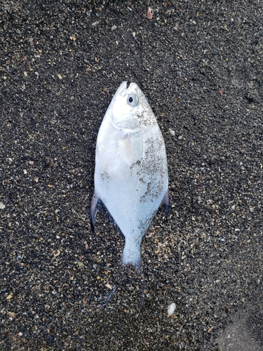 釣果