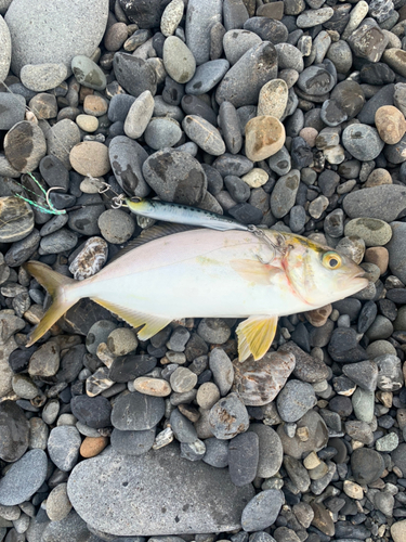 ショゴの釣果