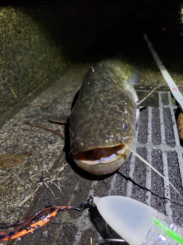 ナマズの釣果