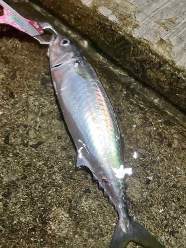 サバの釣果