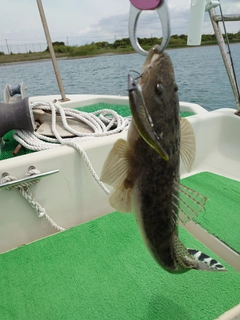 マゴチの釣果