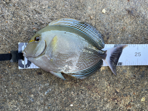 トカジャーの釣果