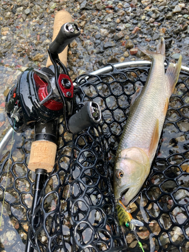 ハスの釣果