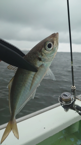 マアジの釣果