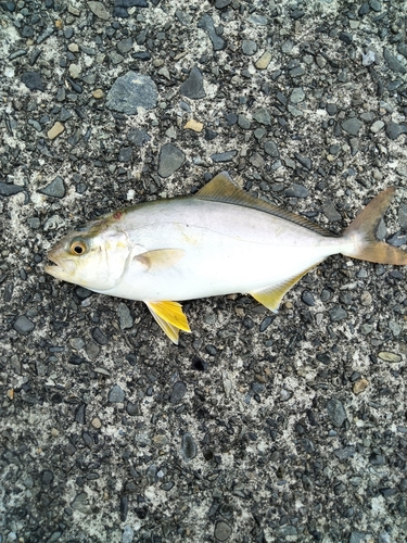 ショゴの釣果