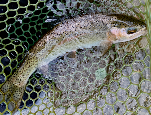 ニジマスの釣果