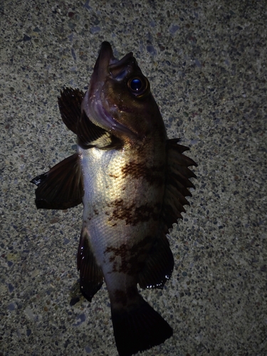 メバルの釣果