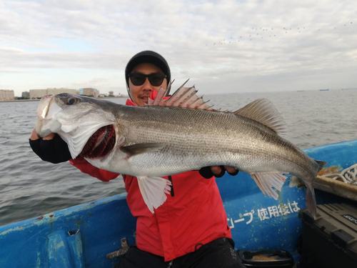 マルスズキの釣果