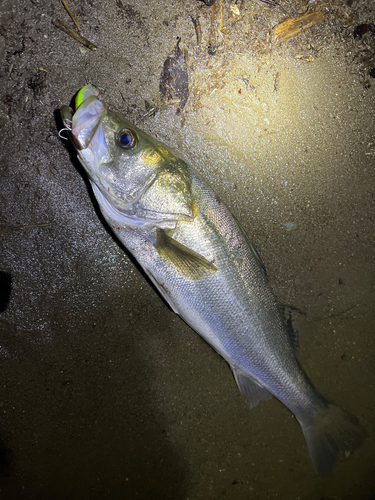 シーバスの釣果