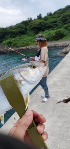 カンパチの釣果