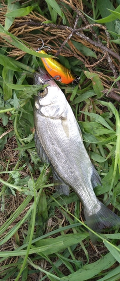 セイゴ（ヒラスズキ）の釣果