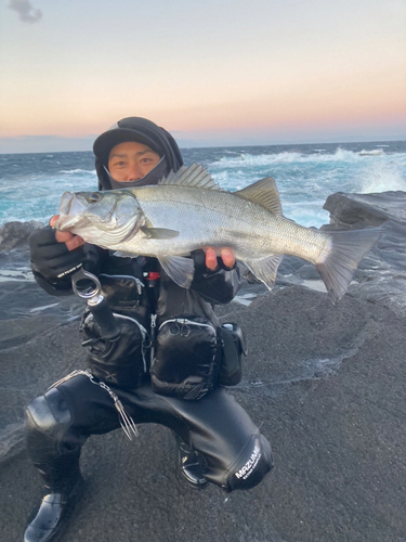 ヒラスズキの釣果