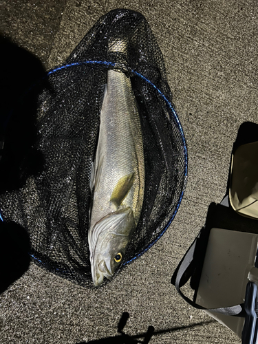 スズキの釣果