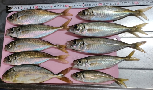 アジの釣果