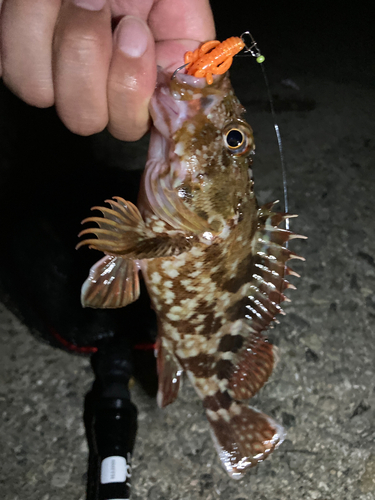 カサゴの釣果