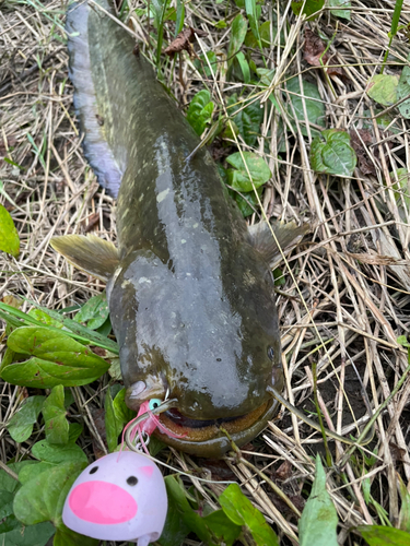 ナマズの釣果