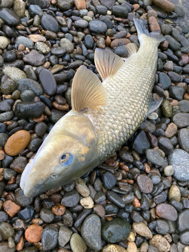 ニゴイの釣果