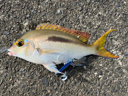 ヒトスジタマガシラの釣果