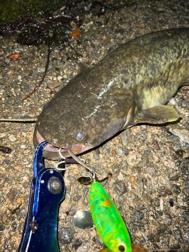 マナマズの釣果