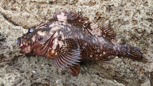 ムラソイの釣果