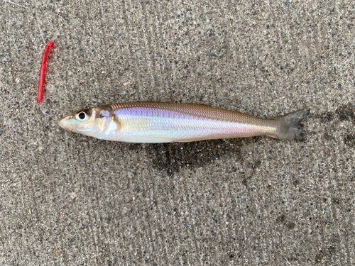 シロギスの釣果