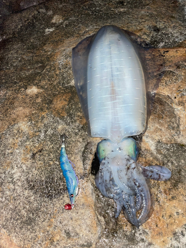 アオリイカの釣果