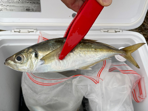 マアジの釣果