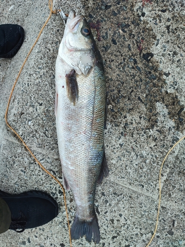 スズキの釣果