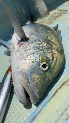 カスミアジの釣果