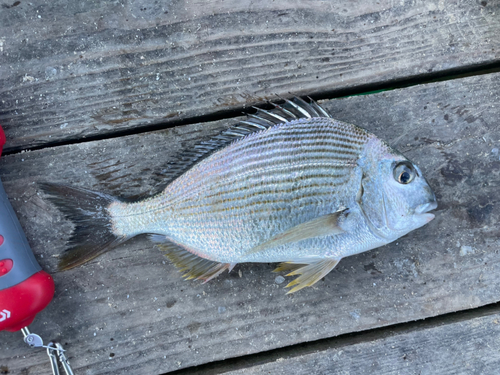 ヘダイの釣果