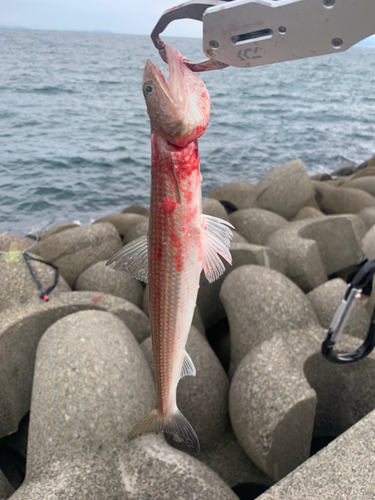 エソの釣果