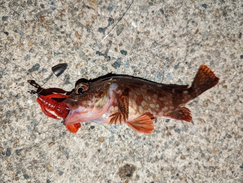 カサゴの釣果