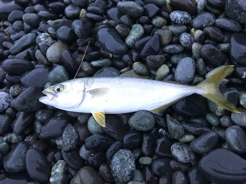 ワカシの釣果