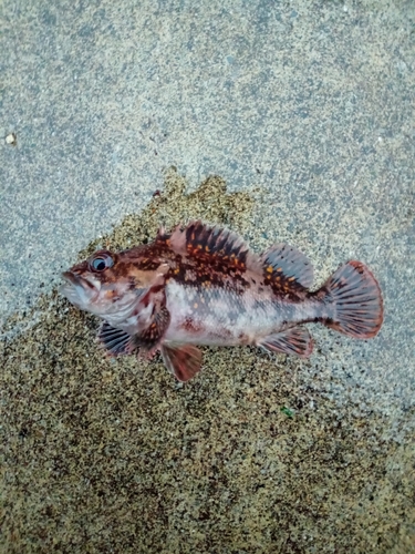 オウゴンムラソイの釣果